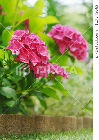 大紅紫色繡球花 117245065