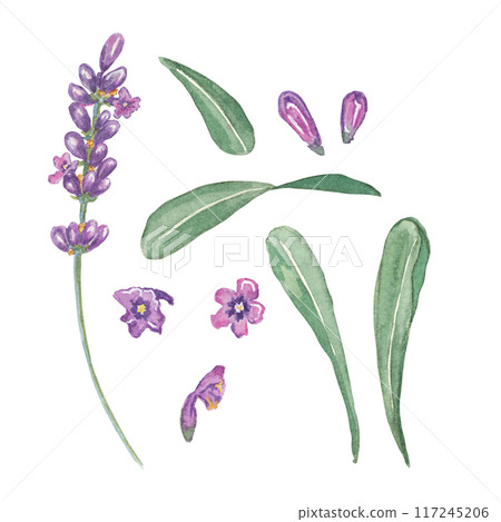 Lavender flowers, buds, petals and leaves collection. Hand drawn lavandula watercolor clipart set. Isolated elements bundle for beauty, cosmetics, labels, organic products, spa, aromatherapy, wellness 117245206