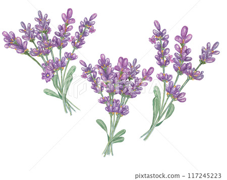 Lavender bouquet collection, purple flowers, leaves. Hand drawn lavandula watercolor clipart set. Isolated elements bundle for beauty, cosmetics, labels, organic products, spa, aromatherapy, wellness 117245223