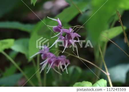 淡水韭菜 淡水韭菜 117245509