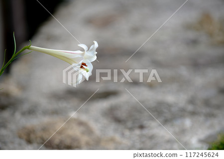 A single lily of the valley blooming beside the sidewalk A single lily of the valley blooming beside the sidewalk 117245624