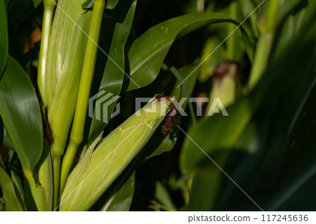 An ear of corn grows in a field An ear of corn grows in a field 117245636