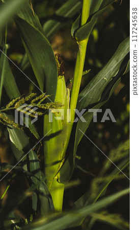 An ear of corn grows in a field An ear of corn grows in a field 117245638