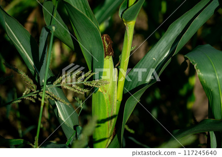 An ear of corn grows in a field An ear of corn grows in a field 117245640