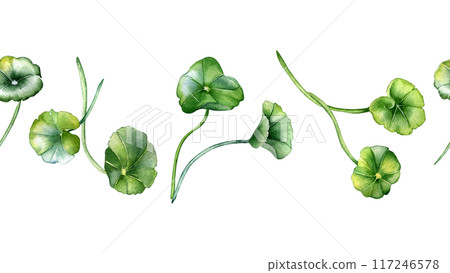 Seamless boarder centella asiatica plants illustration in watercolor isolated. Pennywort, gotu kola hand drawn in botanical style. Centella medicinal plants on repeat pattern for package, textile. Seamless boarder centella asiatica plants illustration in watercolor isolated. Pennywort, gotu kola hand drawn in botanical style. Centella medicinal plants on repeat pattern for package, textile. 117246578