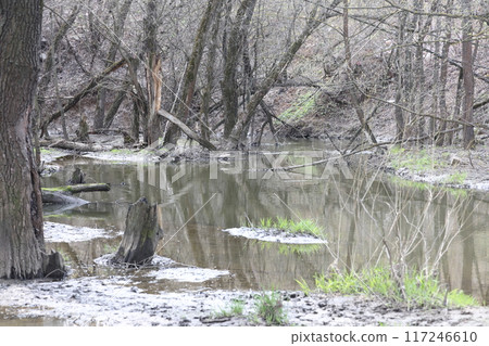 Forest river in spring, high water, bare branches of bushes, spring background. Forest river in spring, high water, bare branches of bushes, spring background. 117246610