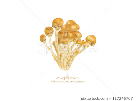 Watercolor illustration of mushrooms 117246767