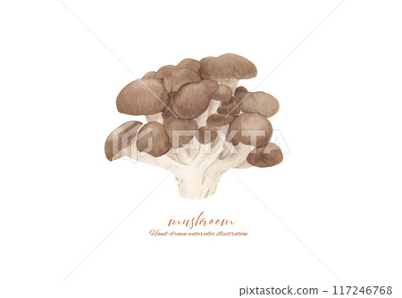 Vector illustration of oyster mushroom painted in watercolor 117246768