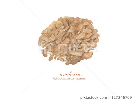 Vector illustration of Maitake mushrooms painted in watercolor 117246769