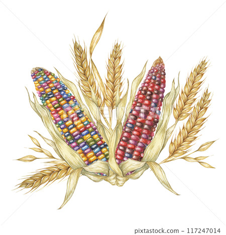 Two multicolored corn cobs bouquet with wheat stalks. Watercolor clipart for autumn seasonal decor, Thanksgiving designs, harvest festival themes, invitations, table settings, food packaging 117247014