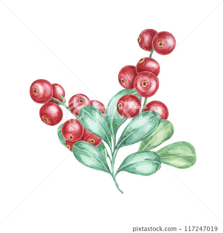 Lingonberry branch. Watercolor illustration of cranberry, cowberry . Nordic forest red berry clipart for autumn harvest-themed prints, stationery, gift wrapping, journals, and Thanksgiving cards Lingonberry branch. Watercolor illustration of cranberry, cowberry . Nordic forest red berry clipart for autumn harvest-themed prints, stationery, gift wrapping, journals, and Thanksgiving cards 117247019