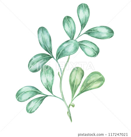 Cranberry and lingonberry leaves watercolor illustration Clipart for seasonal decor, botanical art, and festive fall projects. Ideal for greeting cards, labels, menus, and cottagecore-themed designs Cranberry and lingonberry leaves watercolor illustration Clipart for seasonal decor, botanical art, and festive fall projects. Ideal for greeting cards, labels, menus, and cottagecore-themed designs 117247021