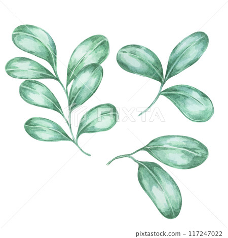 Cranberry and lingonberry leaves Watercolor illustration. Perfect for autumn-themed projects, botanical designs, and seasonal decor. Ideal for menus, labels, garden art, and Thanksgiving decorations Cranberry and lingonberry leaves Watercolor illustration. Perfect for autumn-themed projects, botanical designs, and seasonal decor. Ideal for menus, labels, garden art, and Thanksgiving decorations 117247022