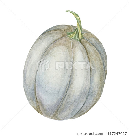 Grey pumpkin watercolor illustration. Pastel colored autumn vegetable. Squash clipart for seasonal modern decor, Thanksgiving cards and invitations, festive merchandise and social media, scrapbooking Grey pumpkin watercolor illustration. Pastel colored autumn vegetable. Squash clipart for seasonal modern decor, Thanksgiving cards and invitations, festive merchandise and social media, scrapbooking 117247027