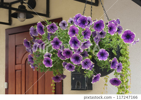 Ampel flower, surfinia in wicker hanging pot on chain in front of wooden door under canopy. Plants in summer. Decorative decoration of entrance to house. Ampel flower, surfinia in wicker hanging pot on chain in front of wooden door under canopy. Plants in summer. Decorative decoration of entrance to house. 117247166