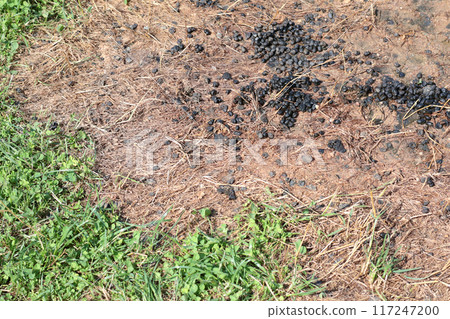 Alpaca poop in grass in summer. Toilet for llamas.  117247200