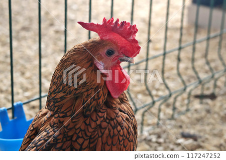 Rooster on private farm in chicken coop close-up. Comb and beak. Poultry farming and agriculture. Pure bred. Rooster on private farm in chicken coop close-up. Comb and beak. Poultry farming and agriculture. Pure bred. 117247252