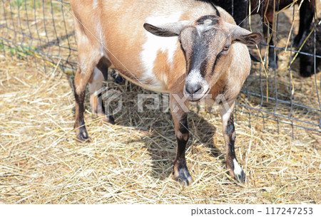 Goat near hay and fence close up full length outside on farm in summer. Pets and breeding.  117247253