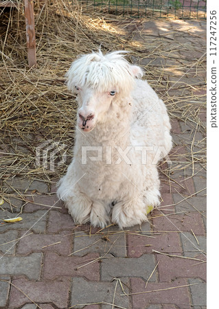 Cute white alpaca lying on tile on farm in summer. Pets and breeding of llamas. Production of wool and clothing. Cute white alpaca lying on tile on farm in summer. Pets and breeding of llamas. Production of wool and clothing. 117247256