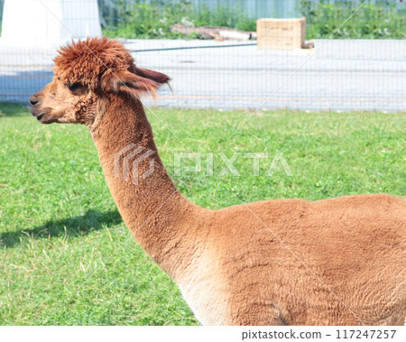 Cute brown alpaca on farm in summer. Pets and breeding of llamas. Wool and clothing production. Cute brown alpaca on farm in summer. Pets and breeding of llamas. Wool and clothing production. 117247257