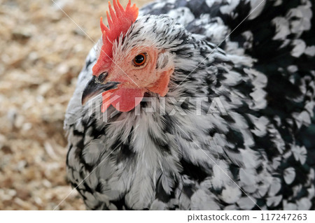 Rooster, hen on private farm in chicken coop close-up. Comb and beak. Poultry farming and agriculture. Pure bred.  117247263