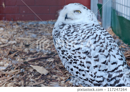 White polar owl in zoo. Wild bird of prey. Structure of tundra owls with white plumage. White polar owl in zoo. Wild bird of prey. Structure of tundra owls with white plumage. 117247264