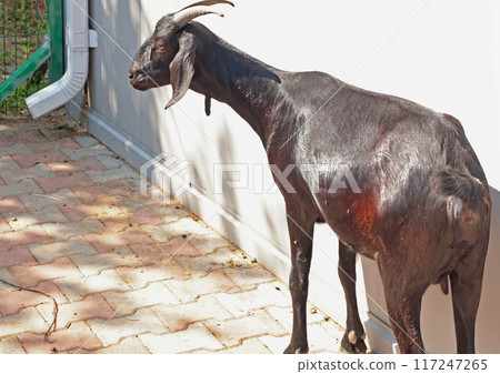 Pedigree brown goat in yard on farm near house in summer. Nature and domestic animals. Pedigree brown goat in yard on farm near house in summer. Nature and domestic animals. 117247265