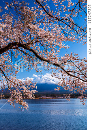 Mt. Fuji and Cherry Blossom at lake Kawaguchiko, Japan Mt. Fuji and Cherry Blossom at lake Kawaguchiko, Japan 117247295