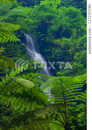 Madakaripura Waterfall, East Java, Indonesia Madakaripura Waterfall, East Java, Indonesia 117247296