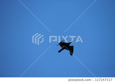 大牟田市 三池港 鸕鶿 大牟田市 三池港 鸕鶿 117247317