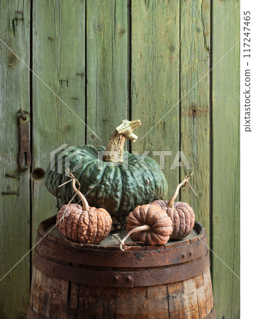 Marina Di Chioggia and Black Futsu Squash Harvest on a Wooden Barrel 117247465