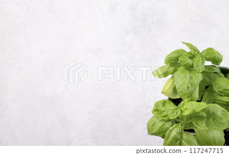A light background with fresh basil. The concept of healthy food. Top view and copy space 117247715