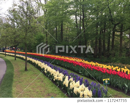 Tulip park in the Netherlands 2 117247735