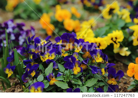 Arao City Omoyai Citizen Flower Bed Pansies and Violas, 117247763