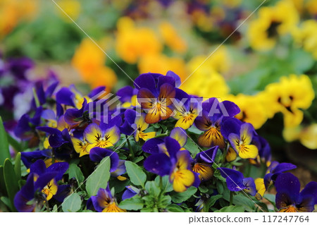 Arao City Omoyai Citizen Flower Bed Pansies and Violas, 117247764