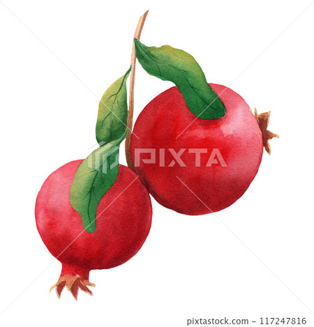 Pomegranate branch watercolor illustration with two fruits and leaves, isolated on white background. For design, posters, cards, postcards, packaging 117247816