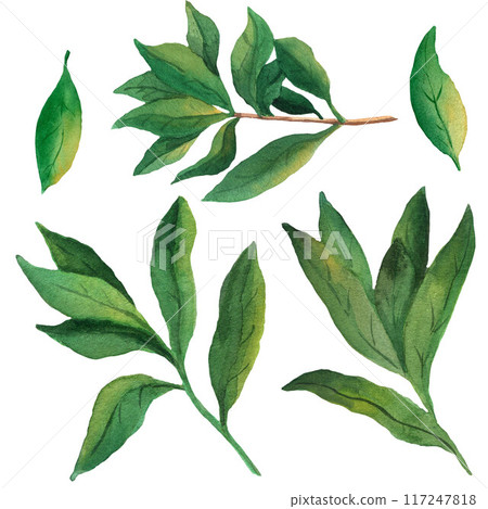 Watercolor hand drawn pomegranate leaves set isolated on white background, botanical illustration. For design, posters, cards, postcards, packaging Watercolor hand drawn pomegranate leaves set isolated on white background, botanical illustration. For design, posters, cards, postcards, packaging 117247818