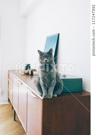 Cat sitting on a sideboard Cat sitting on a sideboard 117247892