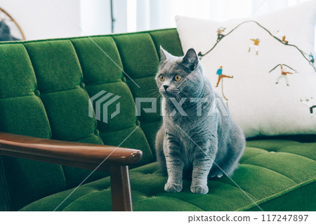貓坐在沙發上 貓坐在沙發上 117247897