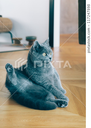 貓在客廳放鬆 117247898
