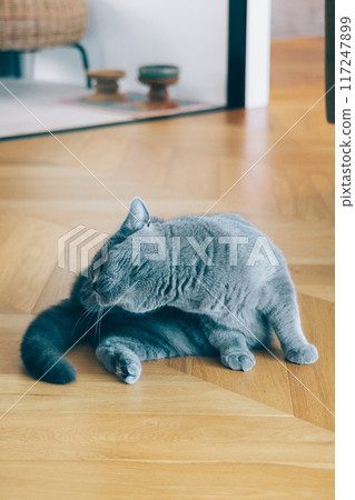 貓在客廳放鬆 117247899