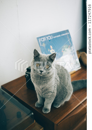A cat relaxing on a sideboard 117247916