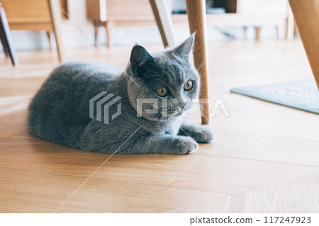 英國短毛貓 117247923