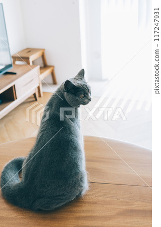 A cat relaxing in a living room with natural light A cat relaxing in a living room with natural light 117247931