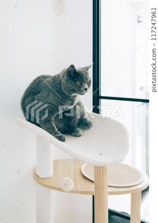 貓爬上貓塔 117247961