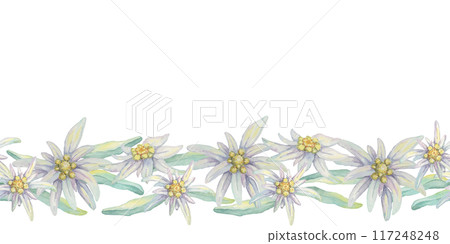 Edelweiss seamless border watercolor clipart featuring delicate white flowers with yellow centers and green leaves. Perfect for wedding invitations, stationery, and alpine-themed product packaging Edelweiss seamless border watercolor clipart featuring delicate white flowers with yellow centers and green leaves. Perfect for wedding invitations, stationery, and alpine-themed product packaging 117248248