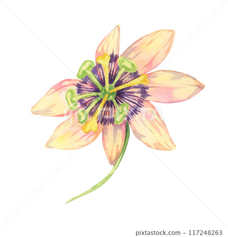 Granadilla flower, with intricate yellow and purple details. Watercolor passion fruit bloom botanical clipart Ideal for exotic garden-themed designs, or educational materials about tropical fruits 117248263