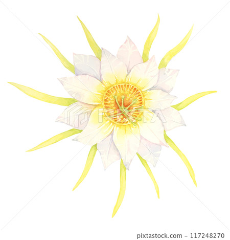 Dragon fruit flower with yellow and white petals. Pitahaya blossom watercolor illustration. Pitaya cactus part clipart for botanical prints, garden-themed designs, or educational posters. 117248270