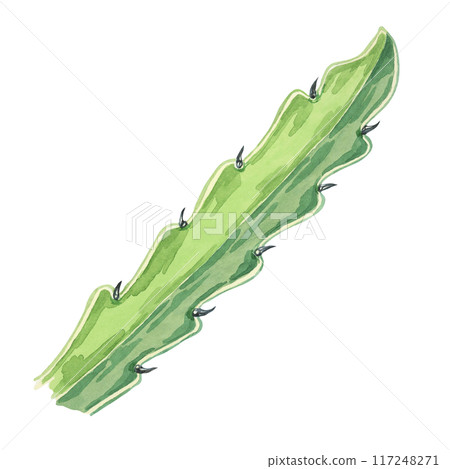 Green dragon fruit leaf. Pitahaya cactus watercolor illustration. Pitaya foliage clipart botanical prints, exotic fruit advertisements, educational materials, tropical-themed designs, food packaging Green dragon fruit leaf. Pitahaya cactus watercolor illustration. Pitaya foliage clipart botanical prints, exotic fruit advertisements, educational materials, tropical-themed designs, food packaging 117248271