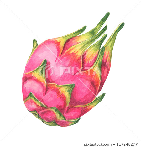 Whole pink and green dragon fruit. Pitahaya watercolor illustration. Pitaya clipart for use in tropical-themed invitations, exotic fruit advertisements, or health food branding, fruit markets Whole pink and green dragon fruit. Pitahaya watercolor illustration. Pitaya clipart for use in tropical-themed invitations, exotic fruit advertisements, or health food branding, fruit markets 117248277
